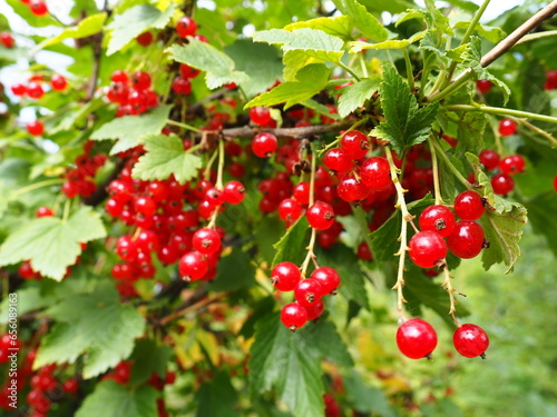 The redcurrant or red currant Ribes rubrum is a member of the genus Ribes in the gooseberry family. Tart flavor. High content of organic acids and mixed polyphenols. Bush with ripe currants close-up.