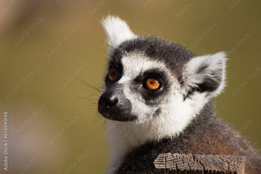 lemur on a tree with orange eyes close up