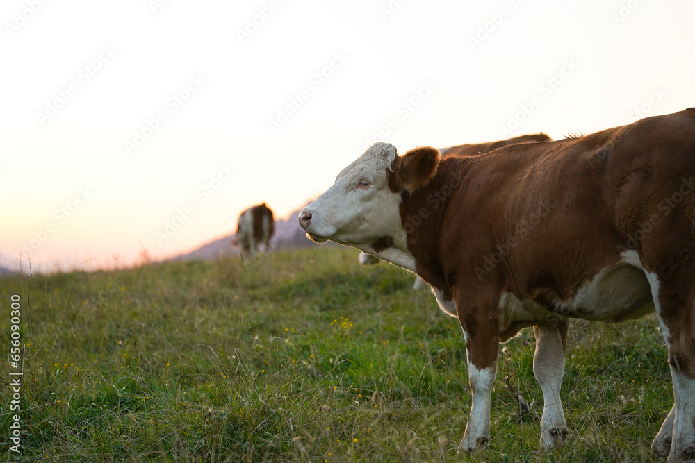 cows in the field during the sunset