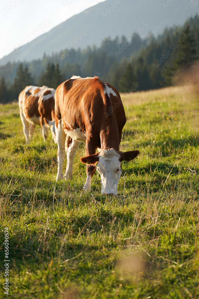 Obraz premium portrait of cows on the meadow at a countryside in the mountains