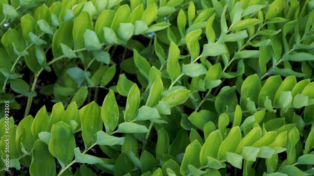 It's Polygonatum odoratum, also known as Solomon's seal - a graceful perennial plant with arching stems. It thrives in shady gardens and adds elegance with its unique foliage and delicate blooms. It's Polygonatum odoratum, also known as Solomon's seal - a graceful perennial plant with arching stems. It thrives in shady gardens and adds elegance with its unique foliage and delicate blooms.