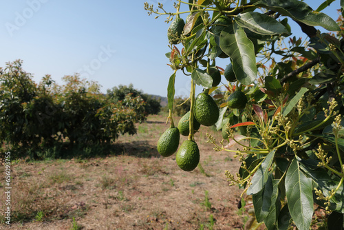 Huerta de aguacate