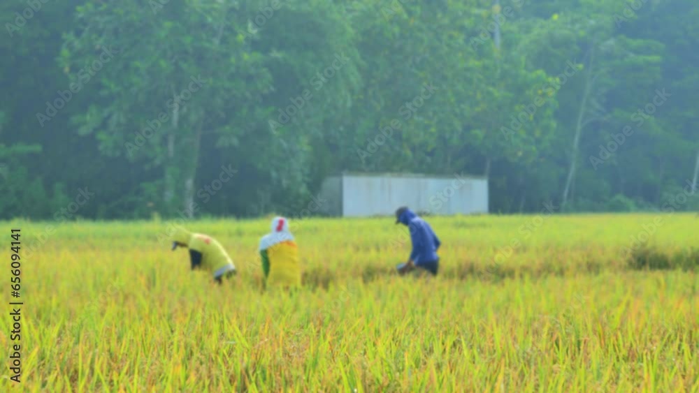 Blurred farmers cutting rice with sickles and carrying it in baskets during harvest. The rice fields look yellow and the paddy is full and bowed. Many dragonflies are flying Blurred farmers cutting rice with sickles and carrying it in baskets during harvest. The rice fields look yellow and the paddy is full and bowed. Many dragonflies are flying