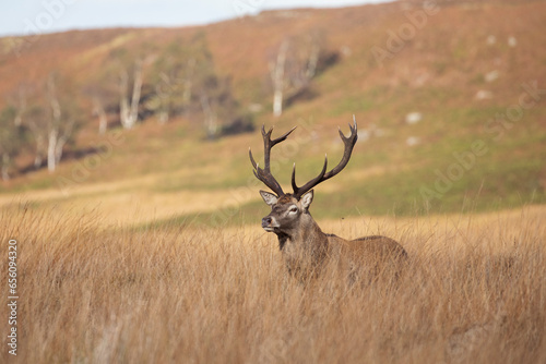 A red deer stag walking close to Curbar Edge in the Peak District.