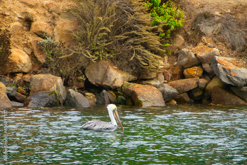 pelican on the in the bay