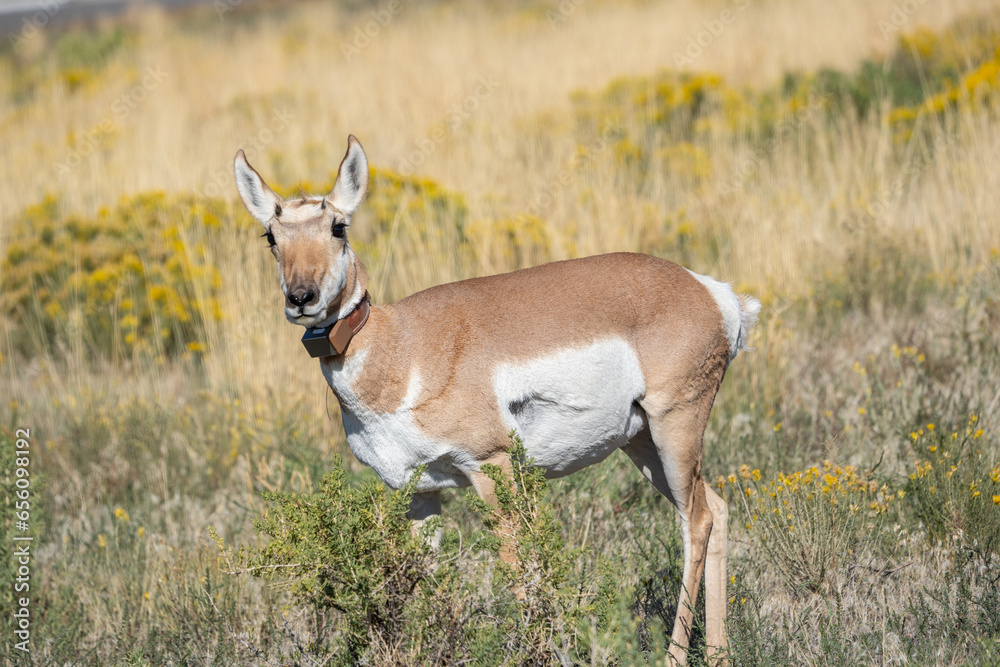 Pronghorn (Antilocapra americana) wearing a collar with tracking GPS seen near Gardiner, Montana Pronghorn (Antilocapra americana) wearing a collar with tracking GPS seen near Gardiner, Montana