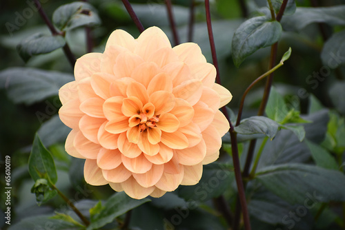Closeup of a light orange Dahlia flower in full bloom, with dark green foliage and brown twigs of the plant in soft focus in the background.