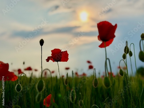 poppy flowers in the field © Karolina