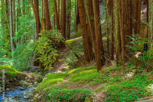 Redwood forest with moss