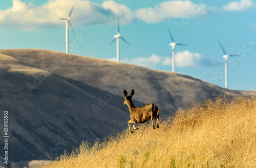 A young mule deer bounds along a rise on Gordon Ridge Road near Biggs, Oregon. The wind turbines are on the north side of the Columbia River near Maryhill, Washington. photo