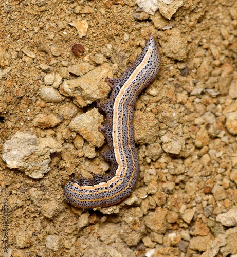 Aedia leucomelas on the wet ground. photo