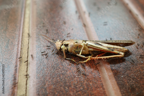 grasshoppers are eaten by ants © harto