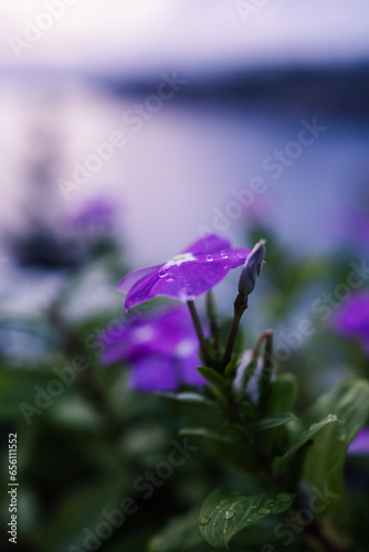 flower with drops