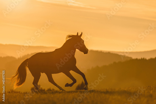A berber arab horse in front of a stunning sunset landscape in late summer outdoors © Annabell Gsödl