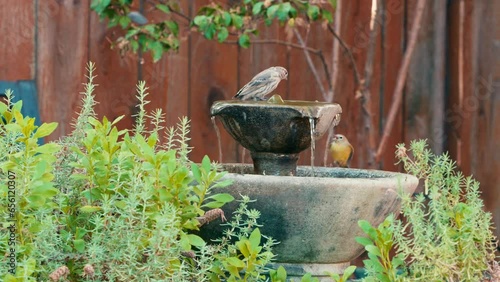 Birds on fountain birdbath in a backyard 