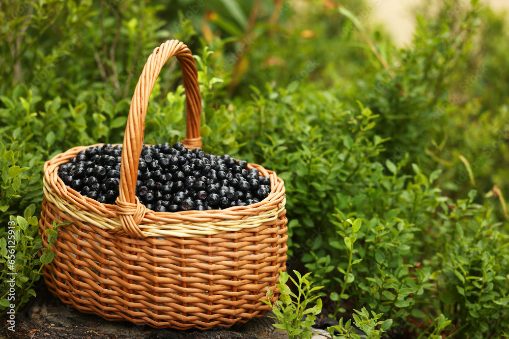 Wicker basket with bilberries on green grass outdoors, space for text Wicker basket with bilberries on green grass outdoors, space for text