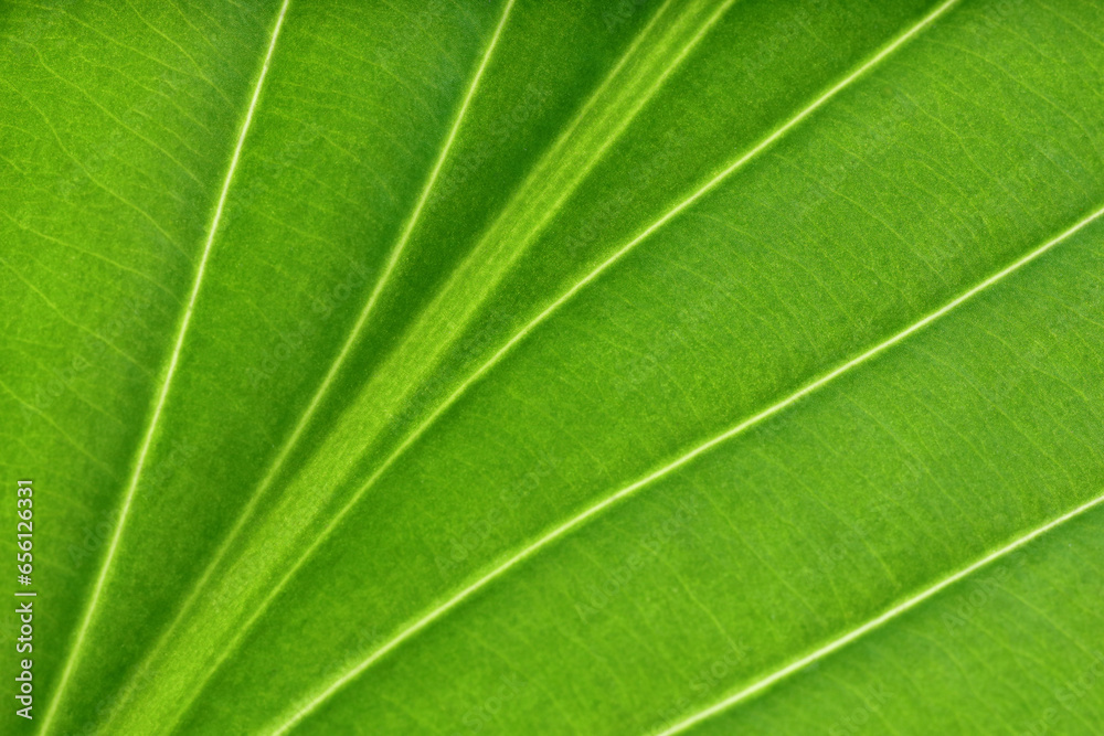 Macro photo of green leaf as background Macro photo of green leaf as background
