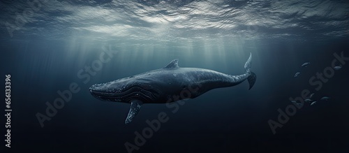 Norwegian coasts diving sperm whale