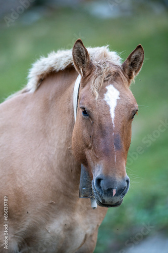 Fototapeta Naklejka Na Ścianę i Meble -  Andorran horses in the Incles Valley, Andorra.