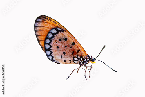 Side Orange butterflies Isolated on white background in natural light. Butterflies are some of most beautiful creatures in all of nature sign that happiness © Thepporn