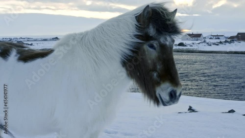 Close up of horse mane blowing in the wind. Icelandic horse. In the snow of Iceland photo