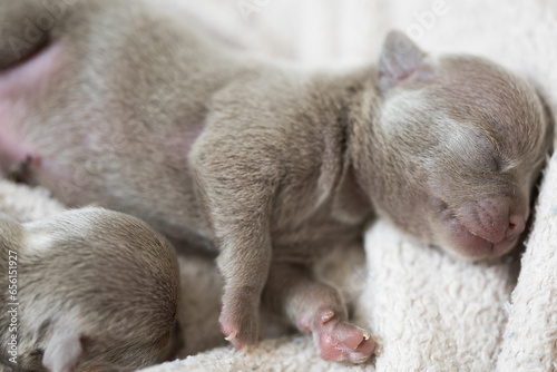 Newborn funny lilac grey tiny chihuahua puppy sleeping on fluffy blanket 
