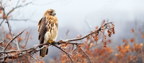 Hawk at Shawangunk Grasslands Refuge