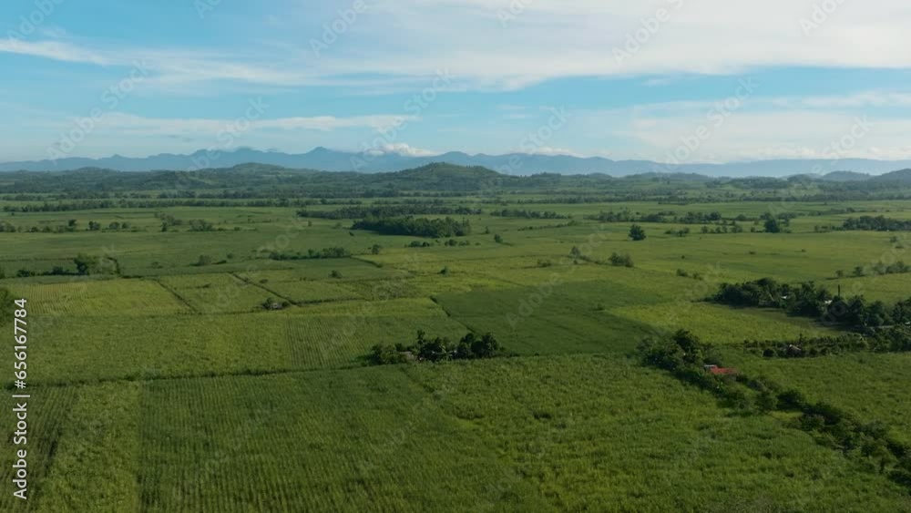 Sugarcane plantations view from above against the backdrop of mountains during sunrise. Negros, Philippines Sugarcane plantations view from above against the backdrop of mountains during sunrise. Negros, Philippines