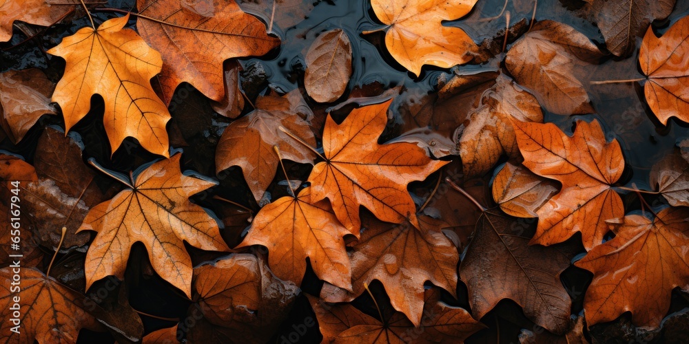 Overhead of Persimmon Autumn Leaves