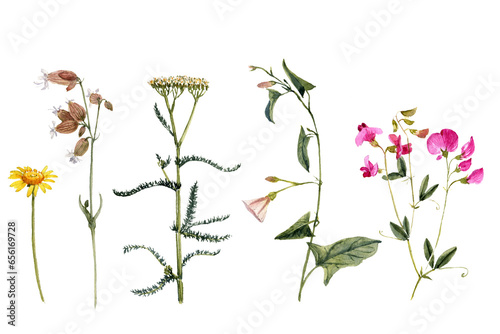 Fototapeta Naklejka Na Ścianę i Meble -  watercolor drawing plants and flowers, isolated at white background, natural elements, hand drawn botanical illustration