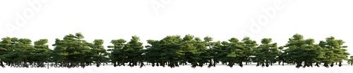 isolated conifer trees podocarpus, best use for image background