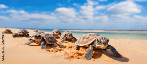 Large number of baby turtles emerge from nest making their way to the sea Enchanting and adorable wildlife sight at Ningaloo National Park in Exmouth Western Australia