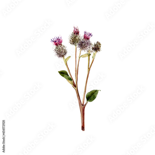 watercolor drawing plant of greater burdock with leaves and flowers, Arctium lappa isolated at white background, natural element, hand drawn botanical illustration photo