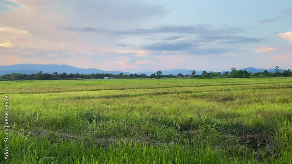 Video landscape of green crops and field. 4K video clip of farming and agriculturist with seeding of rice, young plant and field. Rice field and farmland. Thailand agriculture and farm in Asia. Video landscape of green crops and field. 4K video clip of farming and agriculturist with seeding of rice, young plant and field. Rice field and farmland. Thailand agriculture and farm in Asia.