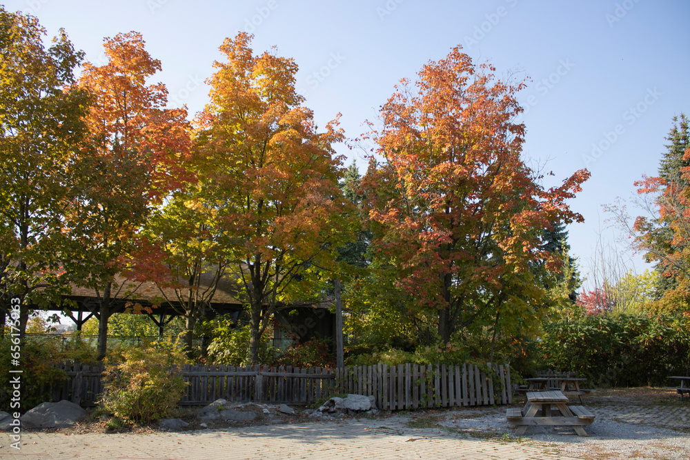 Naklejka premium Colourful trees in fall