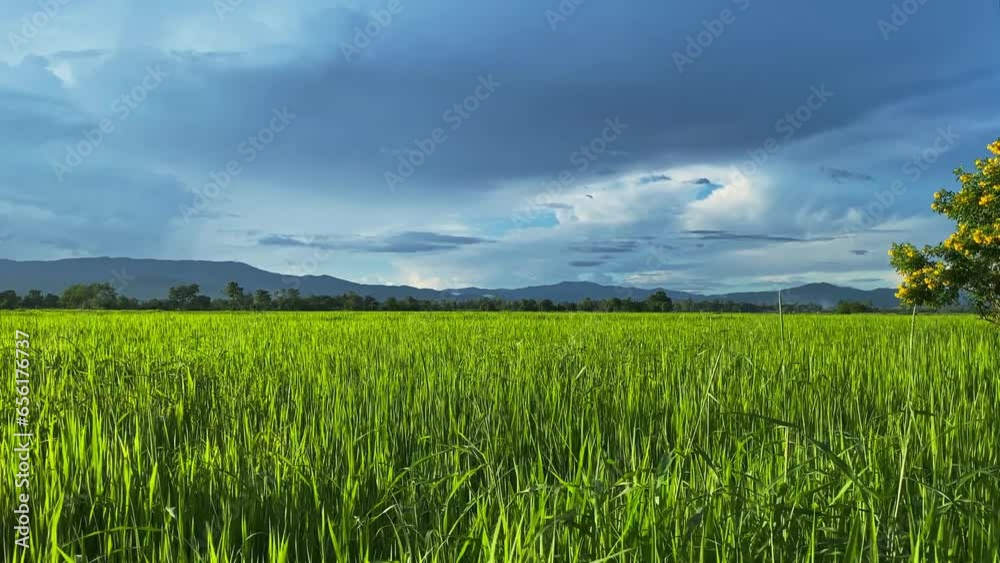 Video landscape of green crops and field. 4K video clip of farming and agriculturist with seeding of rice, young plant and field. Rice field and farmland. Thailand agriculture and farm in Asia. Video landscape of green crops and field. 4K video clip of farming and agriculturist with seeding of rice, young plant and field. Rice field and farmland. Thailand agriculture and farm in Asia.