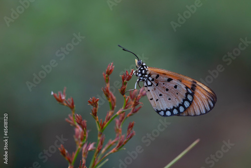 Beautiful Butterfly and Moth in Nature Place