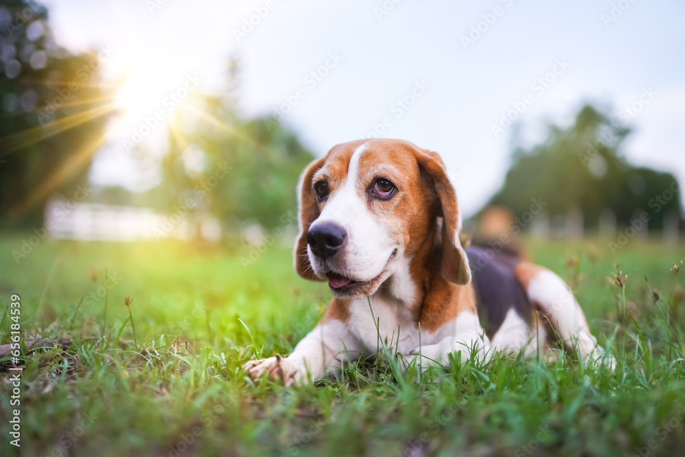An adorable tri-color beagle dog lying on the grass field.