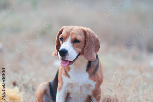 A cute beagle dog sitting on the grass field.