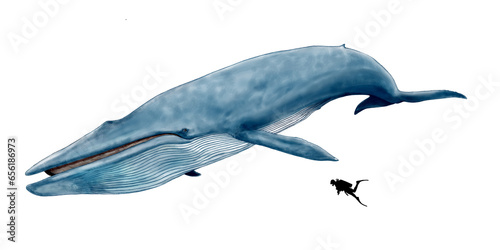 シロナガスクジラ現生動物中最大最長の海生哺乳類 気候変動の中、主食のプランクトンの形質の変化など、乱獲の危機が去っても絶滅が危惧される動物