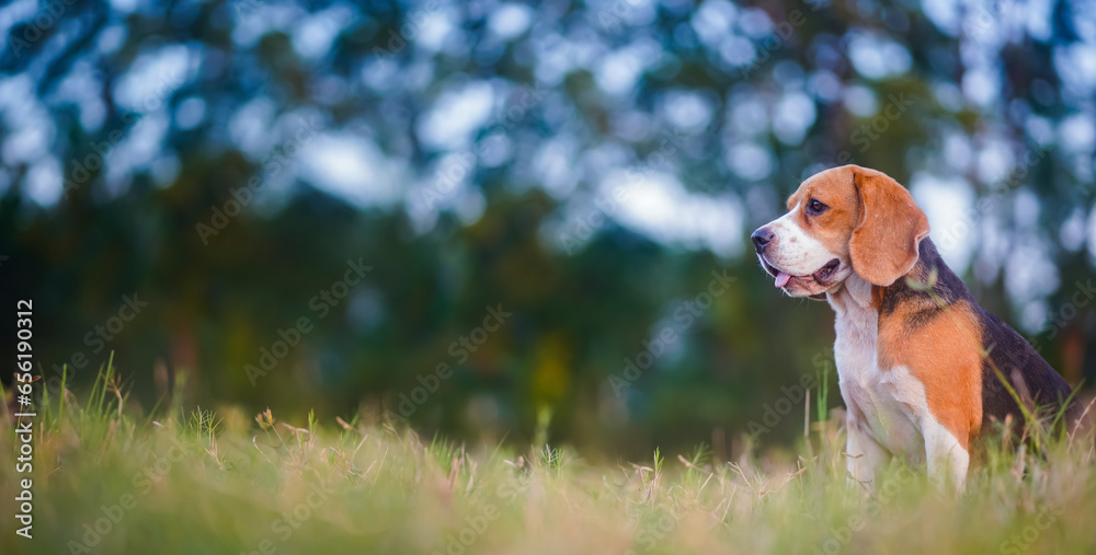 A cute beagle dog is sitting in the green grass , sunlight and bokeh background, shallow depth of field.