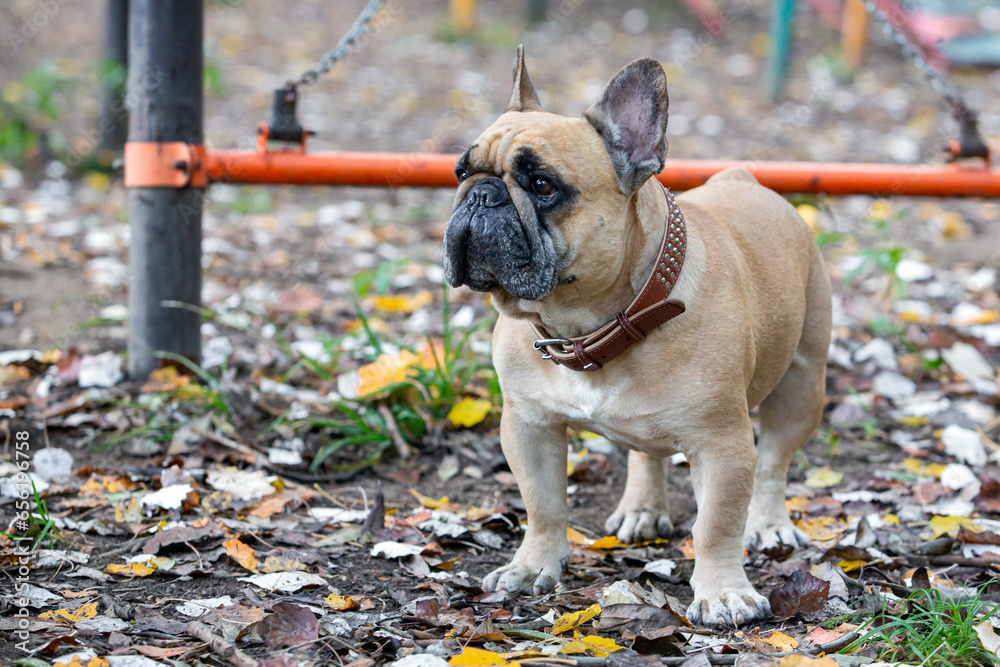 French bulldog dog in an autumn park on the grass among fallen leaves