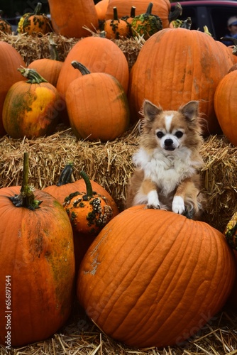 pumpkin patch chihuahua