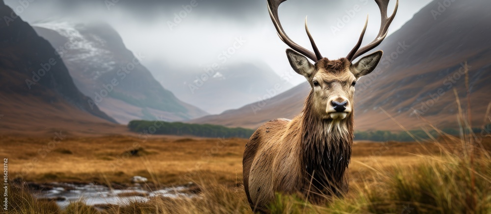 Obraz premium Scottish Red Deer stag in Glen Etive Scottish Highlands Scotland