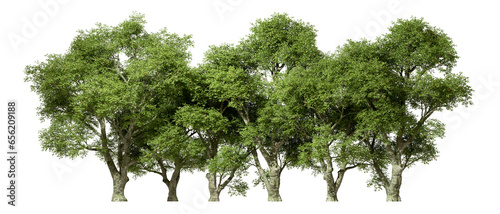 Fototapeta Naklejka Na Ścianę i Meble -  Tropics greenery forest trees growth horizontal on transparent backgrounds 3d rendering png