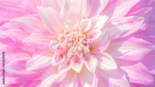 pink dahlia flower © MekunaPhotography