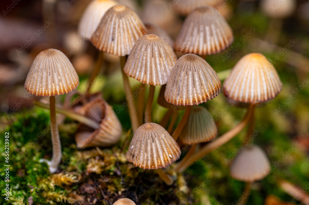 Small mushrooms living together on old tree stump Small mushrooms living together on old tree stump