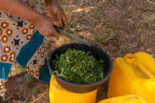 Woman cutting pumpkin leaves in stripes for preparing a staple food stew known as muboora or ugu