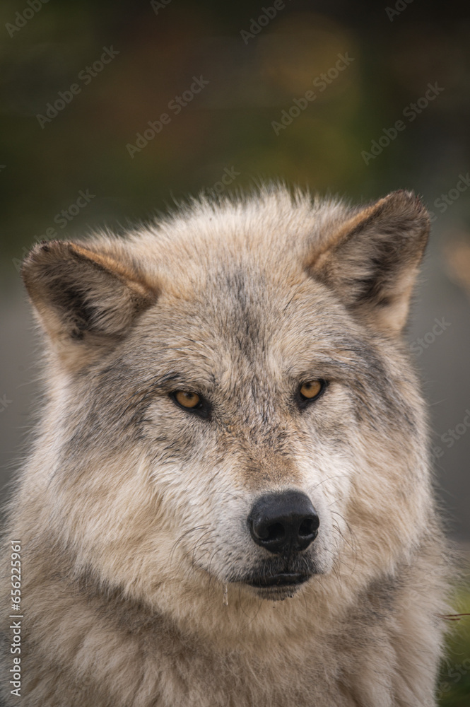 1,000 yard stare of the Yellowstone Wolf