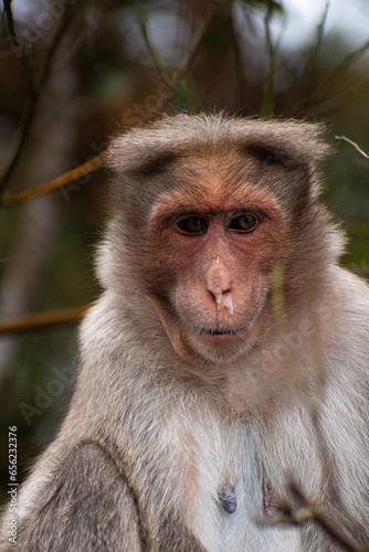  A portrait of Rhesus Monkey (Rhesus Macaque) with fever and runny nose  photo